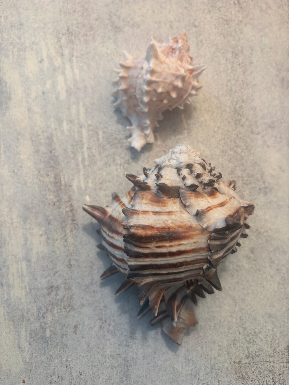 Decorative Natural Sea Shells for Small Pet Habitats - Cream & Brown 2